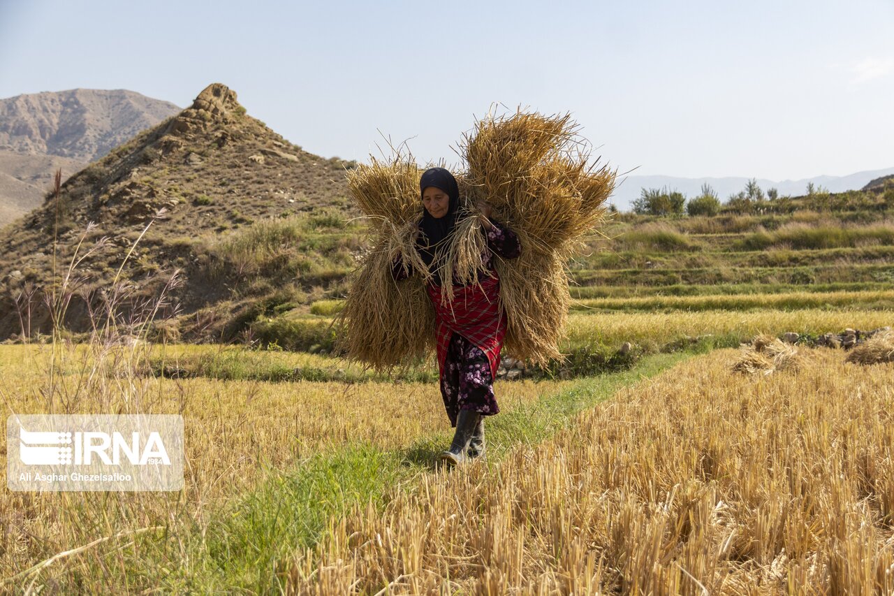 همایش روز زن روستایی ۲۸ مهرماه مجازی برگزار می شود