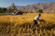 کشاورزان نمونه سه برابر گندم بیشتر برداشت می کنند