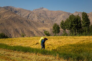 پیش‌بینی آسمانی صاف و جَوی آرام برای بیشتر استان‌ها