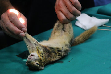 Cirugía al ojo de una ardilla y un loro por primera vez en Irán