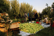 سالانه ۶.۶ میلیون تن محصولات کشاورزی در آذربایجان‌غربی تولید می‌شود