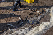 دستگیری صیاد ماهی خال قرمز در منطقه حفاظت شده البرز جنوبی