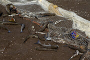 ۷۰۰ متر تور صید غیرمجاز در رودخانه گدار نقده جمع‌آوری شد