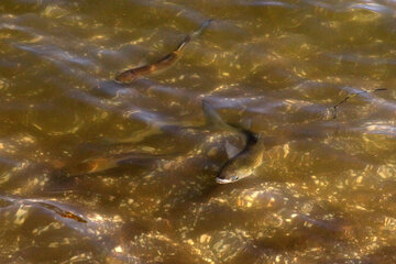 Pesca de peces óseos en el Mar Caspio