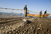 فصل صید ماهیان دریایی در مازندران تمدید شد