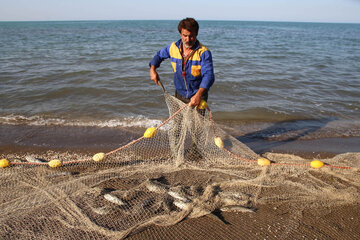 رشد ۱۱ درصدی صید ماهیان استخوانی در دریای خزر 