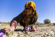 برداشت «طلای سرخ» از مزارع گلستان