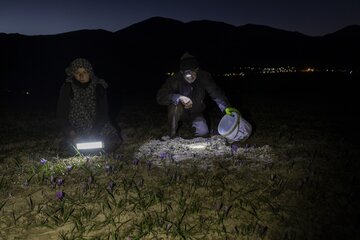 伊朗西南丰收今年“红色黄金