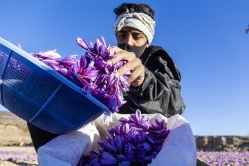 ۱۸۰ تن محصول زعفران در خراسان رضوی برداشت شد