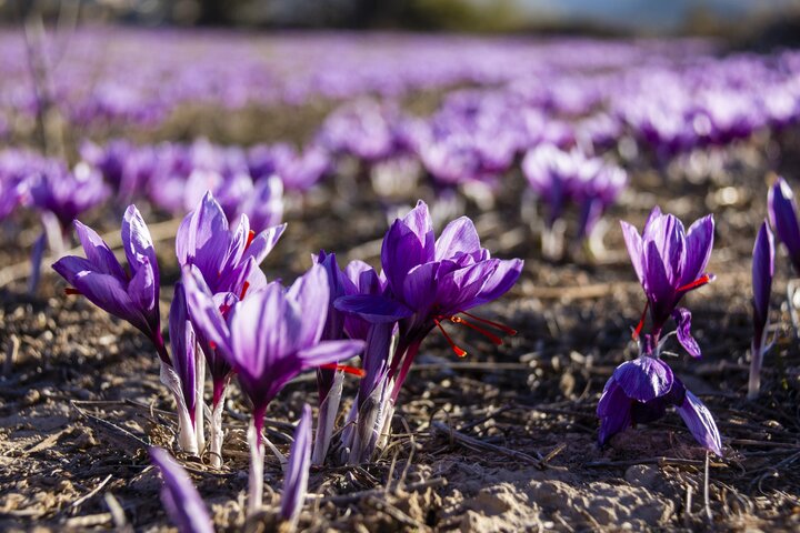 بومگردی، رونق‌بخش گردشگری روستایی خراسان رضوی