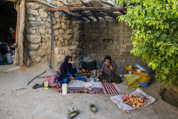 برداشت انار در روستای دوپلان