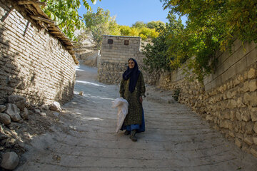 برداشت انار در روستای دوپلان