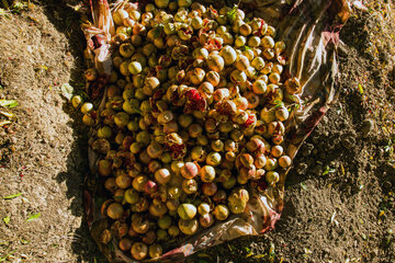 برداشت انار در روستای دوپلان