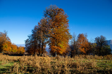 Otoño en el norte de Irán
