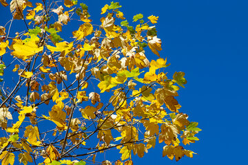 Otoño en el norte de Irán
