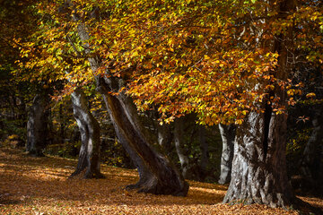 Otoño en el norte de Irán
