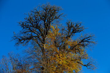 Otoño en el norte de Irán
