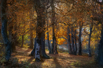 Otoño en el norte de Irán
