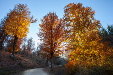 Otoño en el norte de Irán
