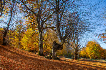 Otoño en el norte de Irán
