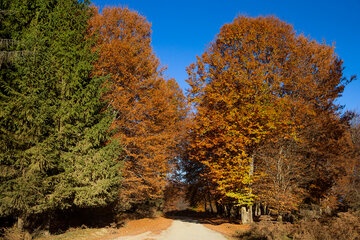 Otoño en el norte de Irán
