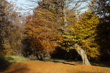 Otoño en el norte de Irán
