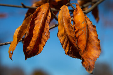 Otoño en el norte de Irán
