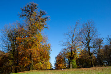 Otoño en el norte de Irán
