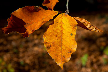 Otoño en el norte de Irán
