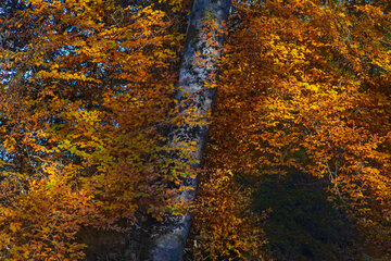 Otoño en el norte de Irán
