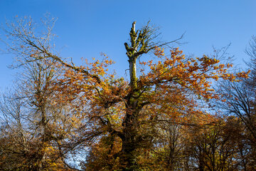 Otoño en el norte de Irán
