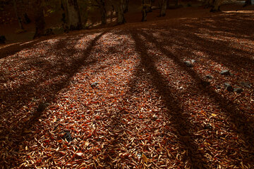 Otoño en el norte de Irán
