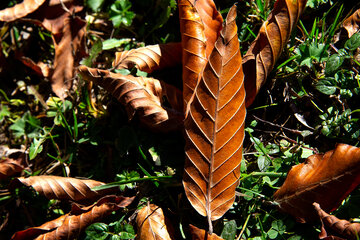 Otoño en el norte de Irán
