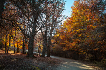 Otoño en el norte de Irán
