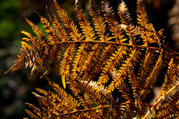 Otoño en el norte de Irán
