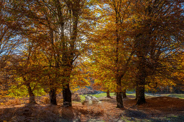 Otoño en el norte de Irán
