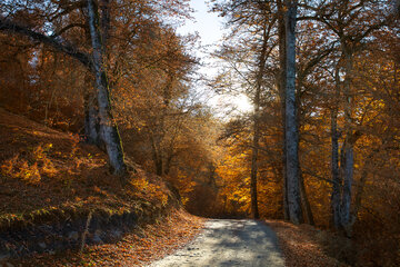 Otoño en el norte de Irán
