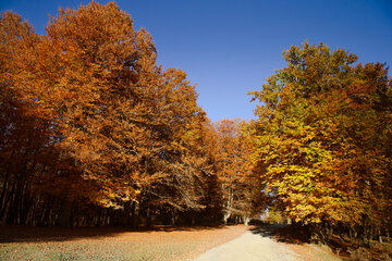 Otoño en el norte de Irán
