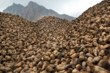 بیش از ۹۱ هزار تُن چغندر قند در کنگاور برداشت شد