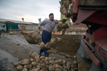 کارخانه قند بیستون