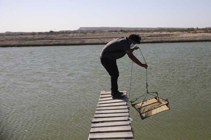 آبزی پروران بوشهری؛ پیشرو در توسعه اقتصاد دریا محور