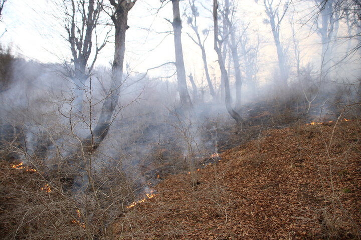 آتش سوزی جنگل‌های اندیکا مهار شد