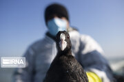 پایش بیماری آنفلوآنزای فوق حاد پرندگان در دریاچه سد شهید عباسپور شهرستان اندیکا