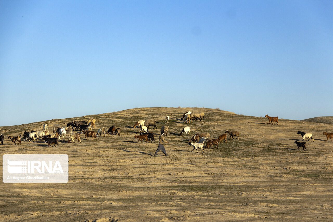 خشکسالی تعلیف غیرمجاز دامداران خراسان شمالی را ۳۰ درصد افزایش داد 
