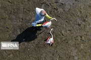 بوتولیسم علت قطعی مرگ پرندگان میانکاله اعلام شد