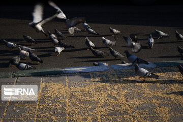 Alimentación de aves en Teherán
