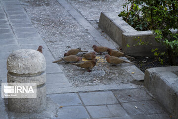 Alimentación de aves en Teherán
