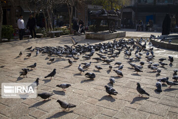 Alimentación de aves en Teherán
