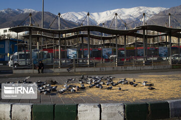Alimentación de aves en Teherán
