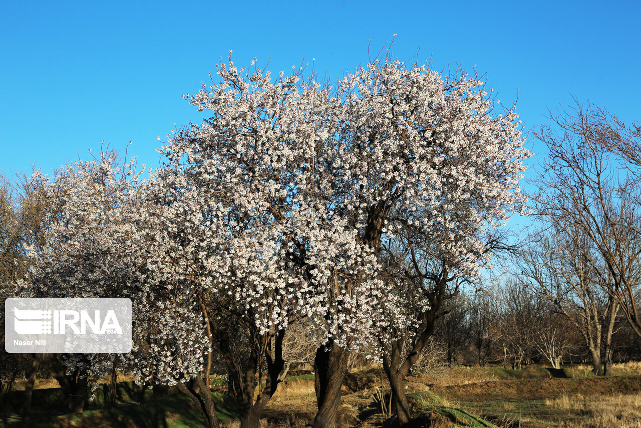 شکوفه های زمستانی‎ در قزوین شکوفه کردن درختان شکوفه درختان باغ باغداری کشاورزی